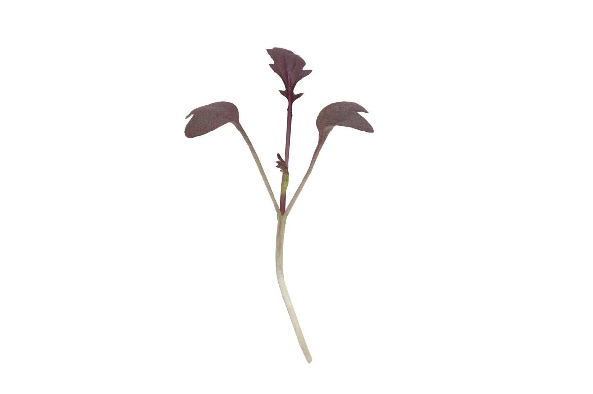 Mizuna, Miz America – Microgreen Seed